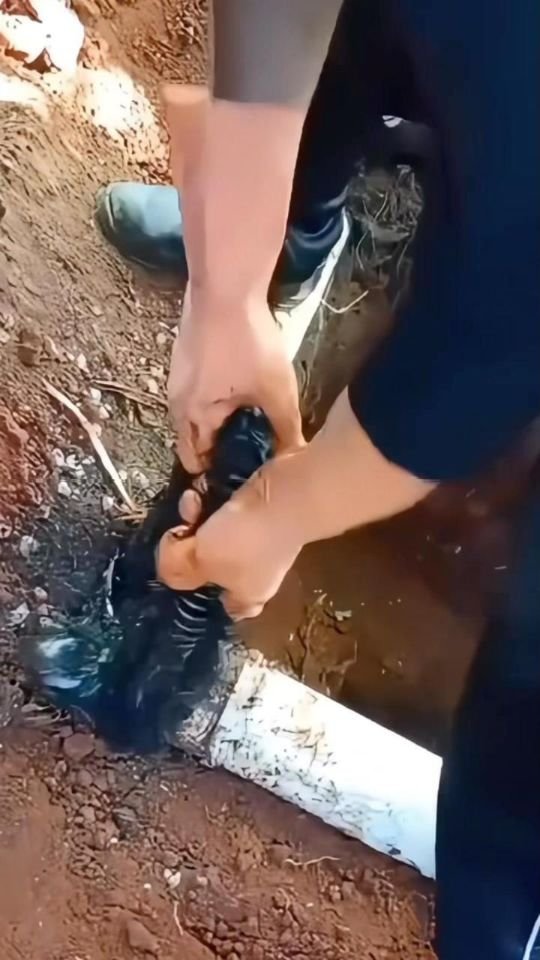 Raiz de árvore sendo removida da tubulação